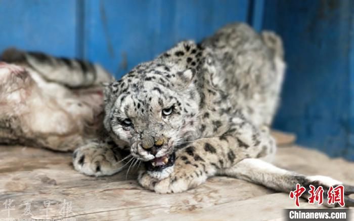 得到及时救治的受伤雪豹。 刁海瀚 摄 得到及时救治的受伤雪豹。 刁海瀚 摄